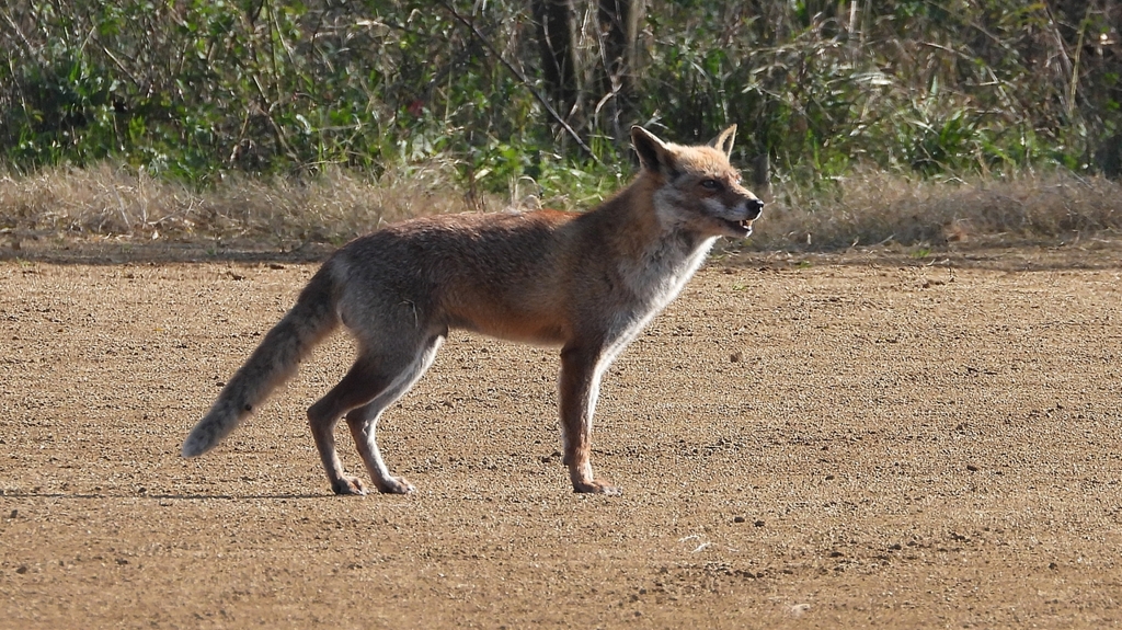 DSCN6722：キツネ