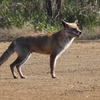 DSCN6722：キツネ
