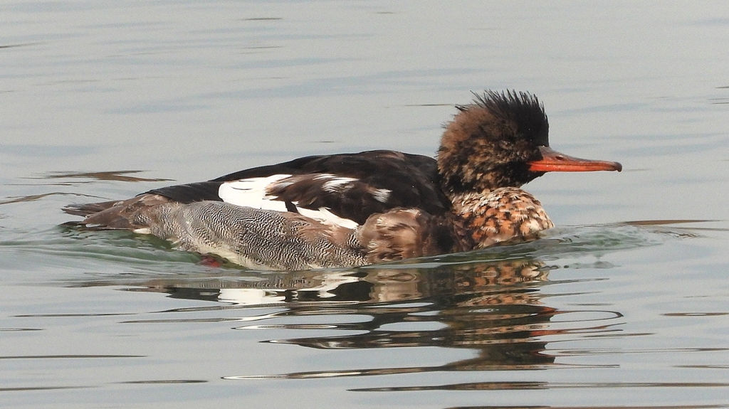 DSCN7230：ウミアイサ