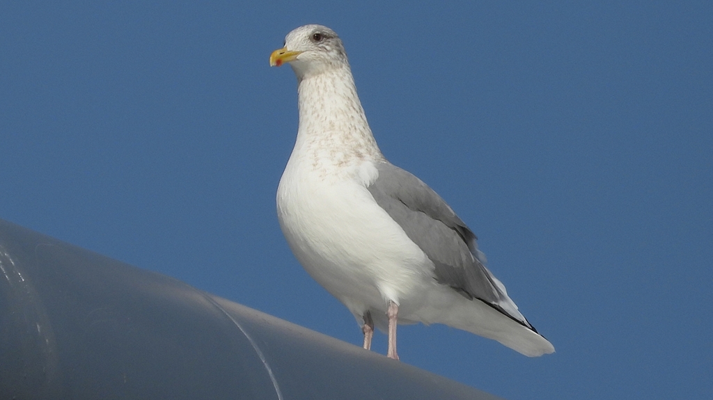 DSCN4326：セグロカモメ