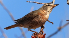 DSCN8811：ハチジョウツグミ