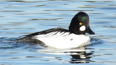 DSCN2638：ホオジロガモ（オス）