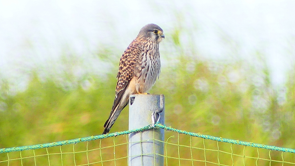 P2340308：チョウゲンボウ