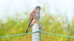 P2340308：チョウゲンボウ