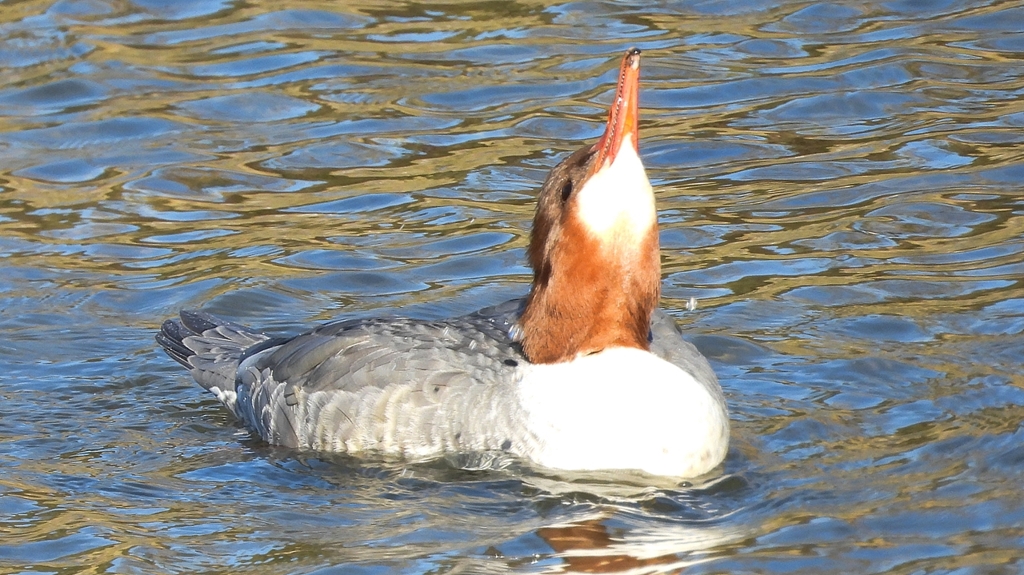 DSCN1629：カワアイサ（メス）