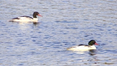 P2410356：カワアイサ