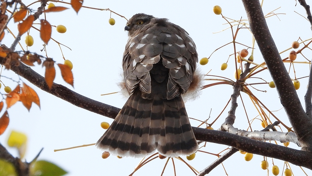 DSCN3056：ハイタカ