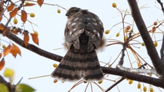 DSCN3056：ハイタカ