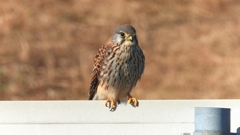 DSCN6702：チョウゲンボウ