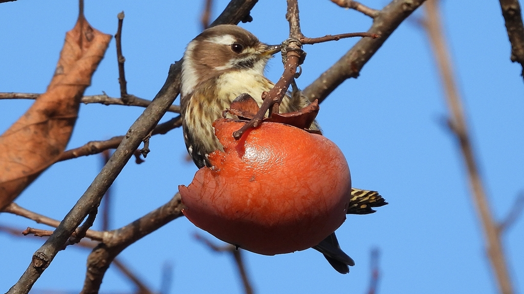 DSCN8663：コゲラ