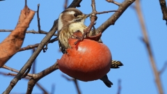 DSCN8663：コゲラ