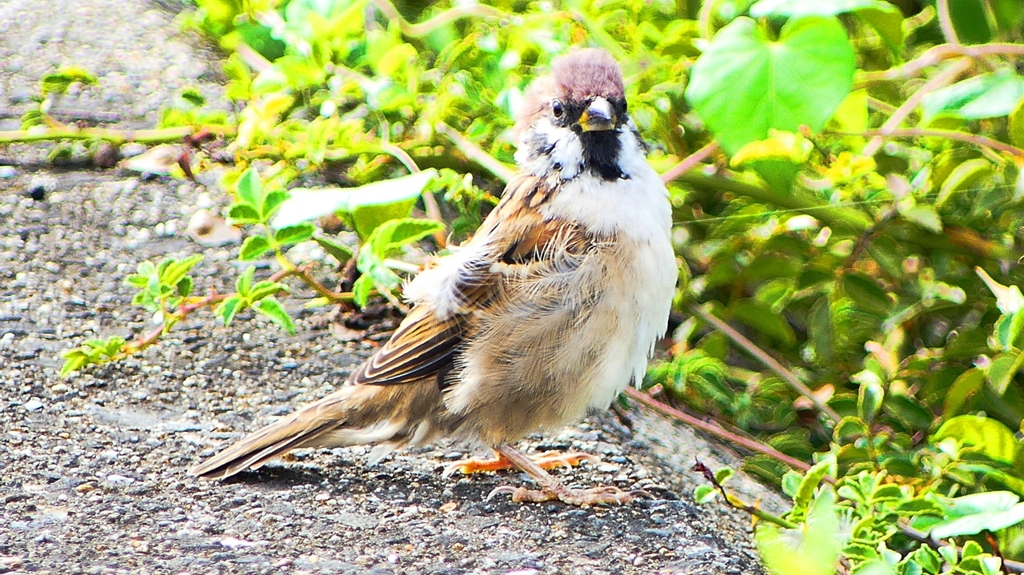 P2280494：スズメ