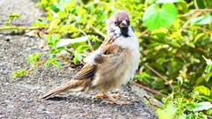 P2280494：スズメ