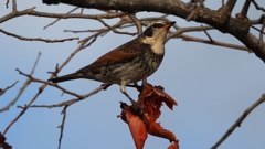 DSCN8413：ツグミ