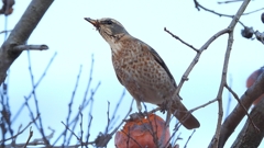 DSCN7693：ハチジョウツグミ