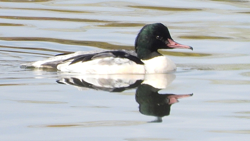 DSCN3087：カワアイサ（オス）