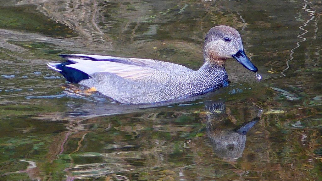 P2400153：オカヨシガモ（オス）