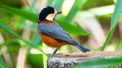 P2360387：ヤマガラ