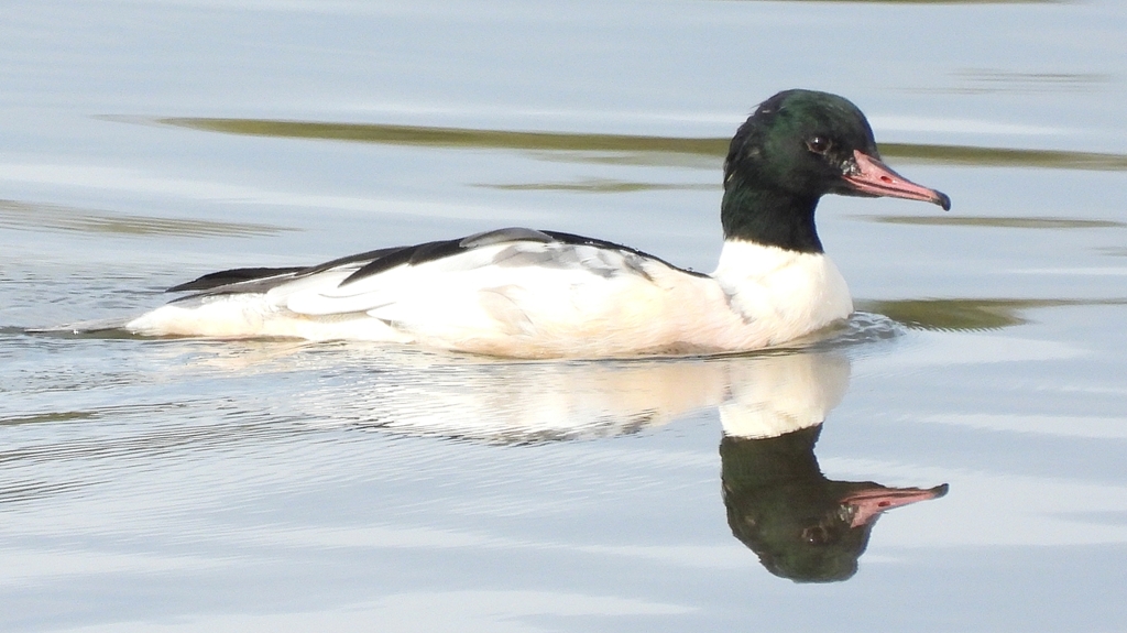 DSCN3110：カワアイサ（オス）