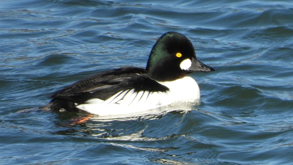 DSCN5576：ホオジロガモ（オス）