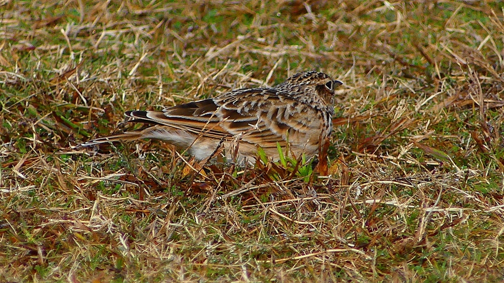 P2350694：ヒバリ