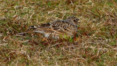 P2350694：ヒバリ