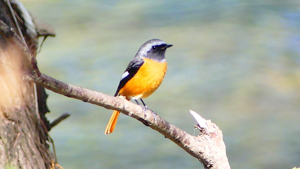 P2290821：ジョウビタキ（オス）