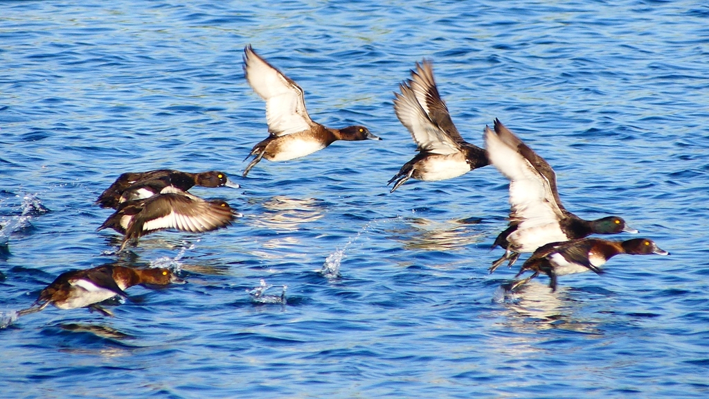 P2380173：飛ぶキンクロハジロ