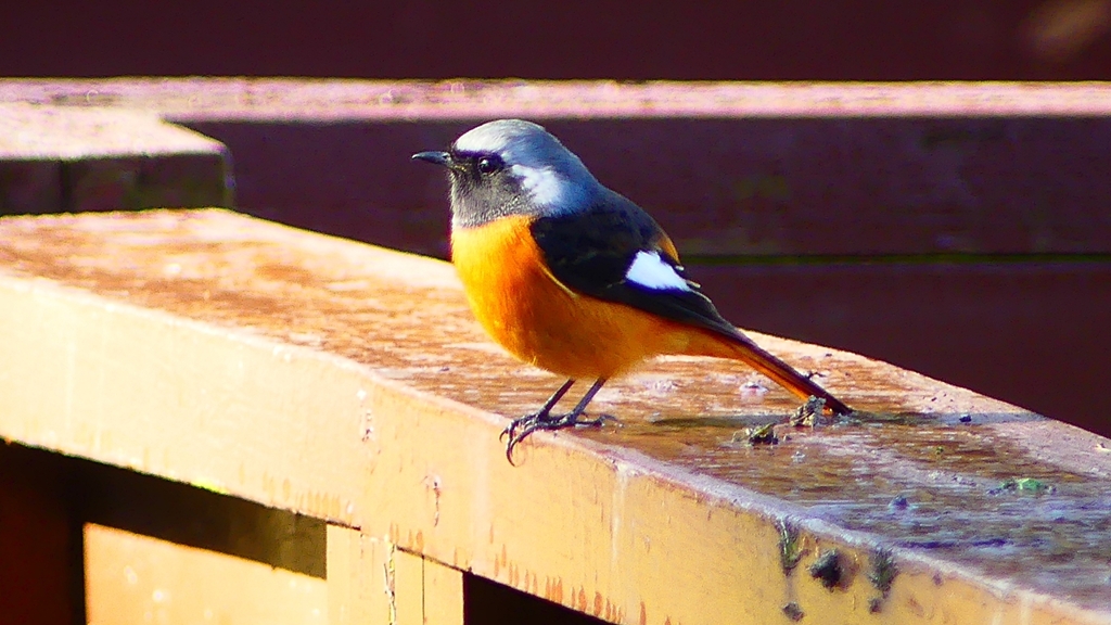 P2370528：ジョウビタキ（オス）