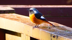 P2370528：ジョウビタキ（オス）