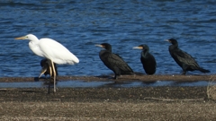 DSCN1110：ダイサギ、カワウ