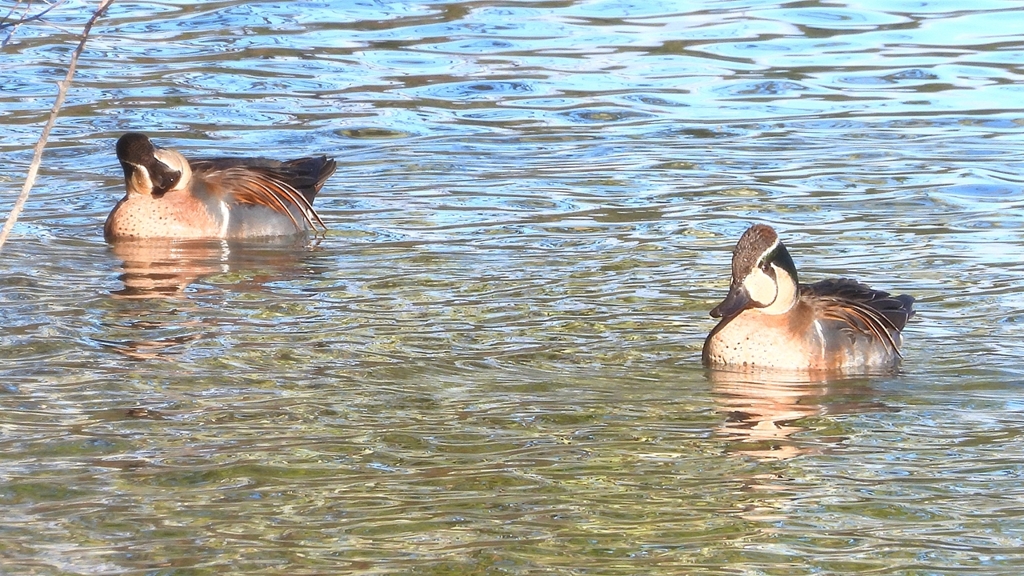 DSCN7905：トモエガモ（オス）