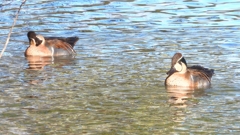 DSCN7905：トモエガモ（オス）