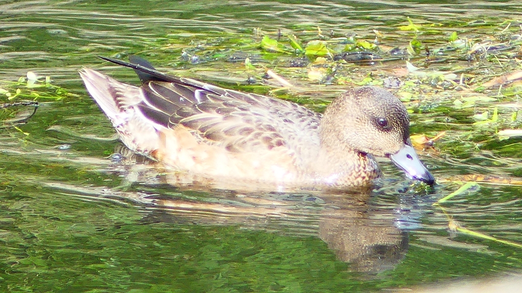 P2340905：ヒドリガモ