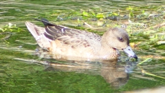 P2340905：ヒドリガモ