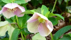 P1020404：クリスマスローズ