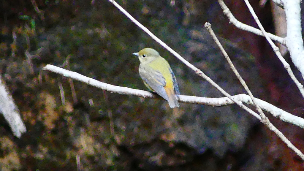 P2260766：キビタキ（メス）
