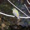 P2260766：キビタキ（メス）