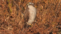 DSCN5500：ハイタカ