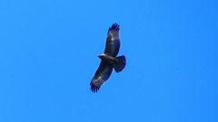P2250273：ハチクマ