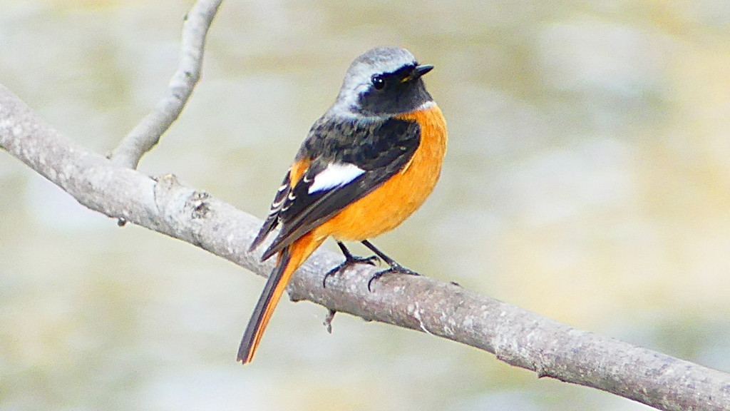 P2370105：ジョウビタキ（オス）