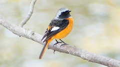 P2370105：ジョウビタキ（オス）