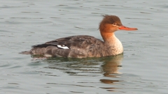 DSCN7291：ウミアイサ