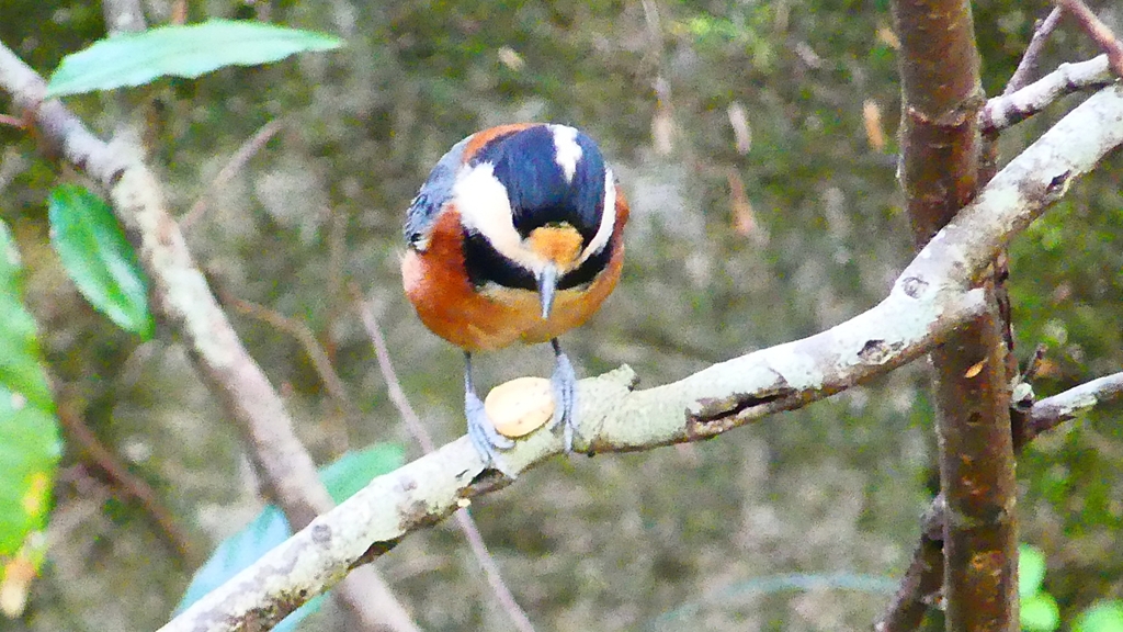 P2340003：ヤマガラ