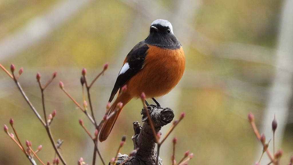 DSCN6186：ジョウビタキ（オス）