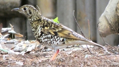 P1010166：トラツグミ