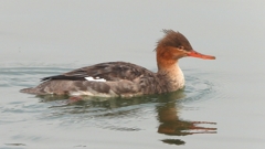 DSCN7274：ウミアイサ