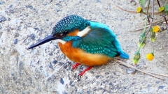 P2410266：カワセミ（オス）