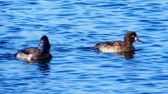 P2380283：キンクロハジロ