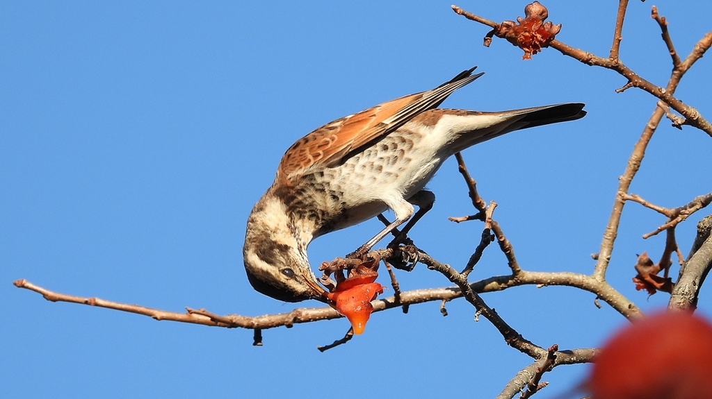 DSCN4680：ツグミ